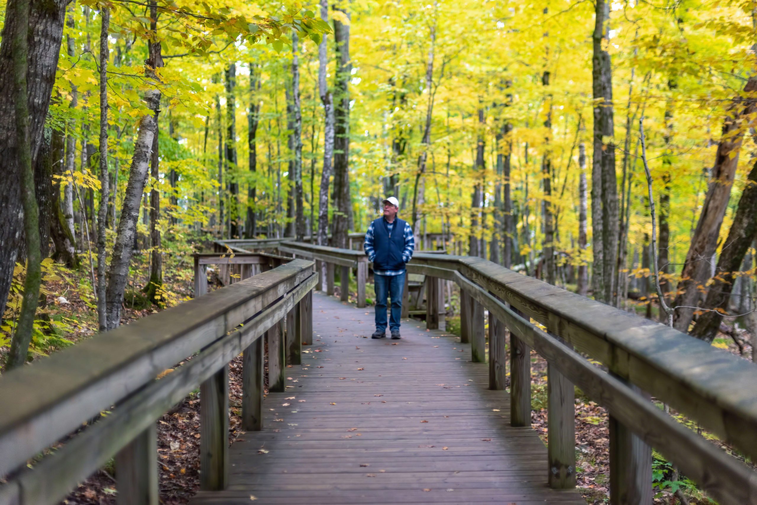 Man walks on a wooden path in a vibrant autumn forest, surrounded by yellow and green foliage.