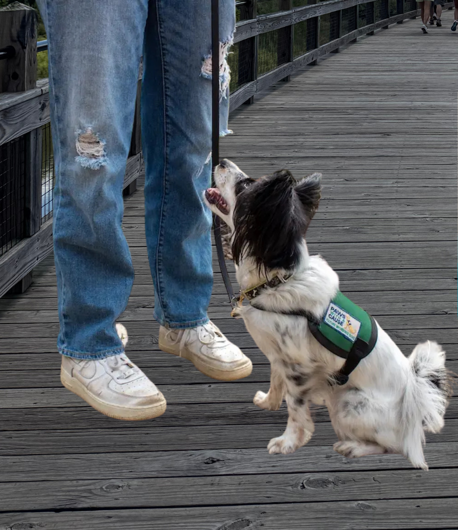 Dog in training on a wooden trail, promoting Celebrate Trails Day on April 25, 2026, at Millennium Park Trails.